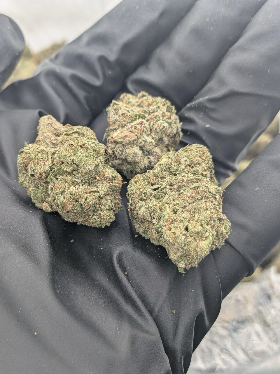 Grape Pie strain